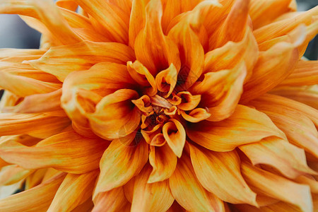 花园里美丽的橙色菊花的特写图片