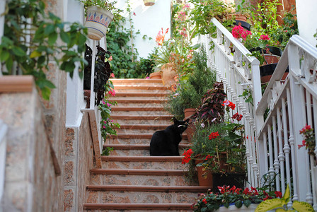 黑猫坐在楼梯上图片