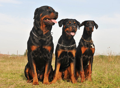 三只看门狗坐在田野里图片