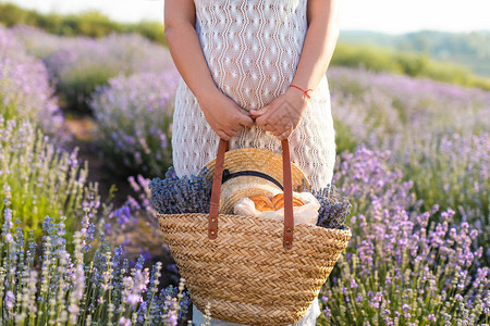 穿着白色连衣裙的孕妇在紫罗兰色薰衣草田拿着野餐篮的裁剪图像图片