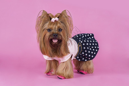 粉红色背景中的时尚约克夏斯基梗犬图片
