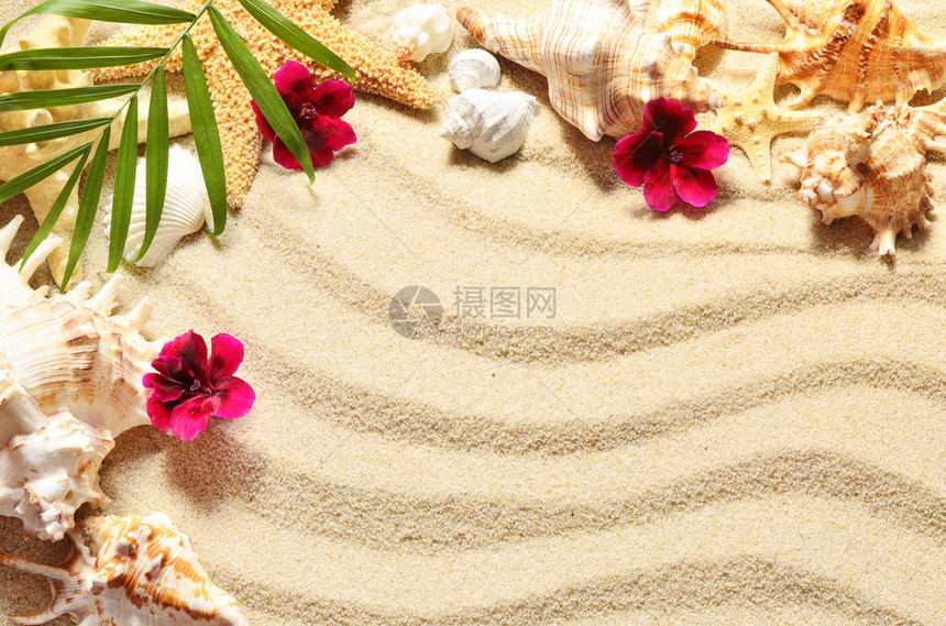 海壳和沙上花朵顶图片