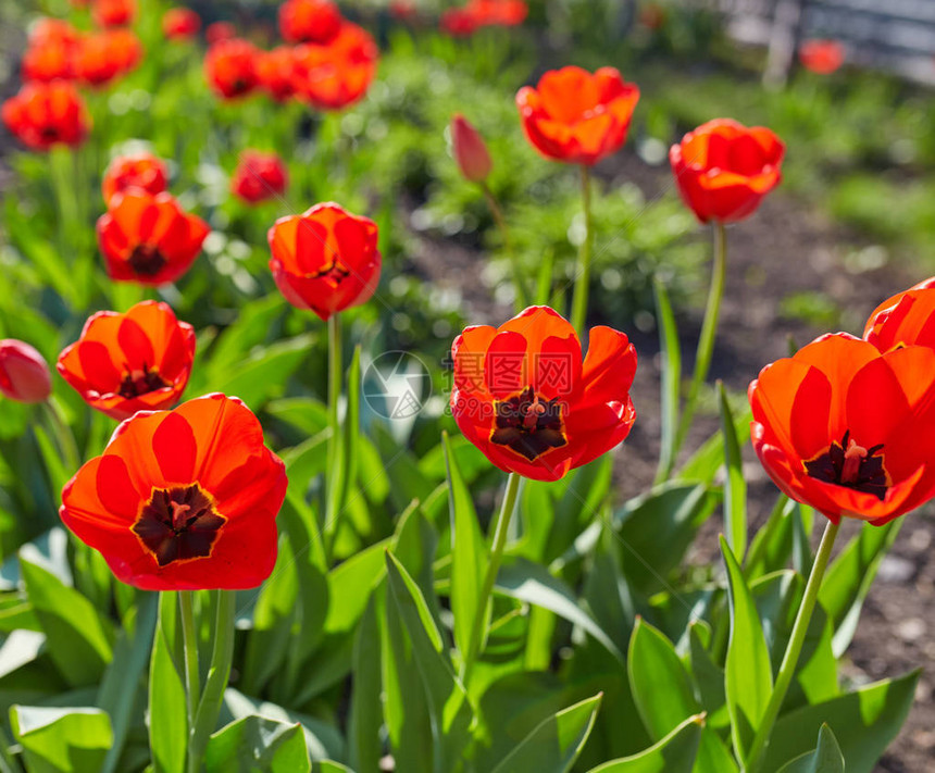 五颜六色的郁金香花郁金香花和绿叶背景与阳光阳光明媚的夏日或春日花园里美图片