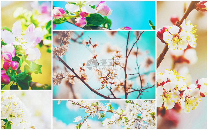 春天开花的树木拼贴画选择焦点图片