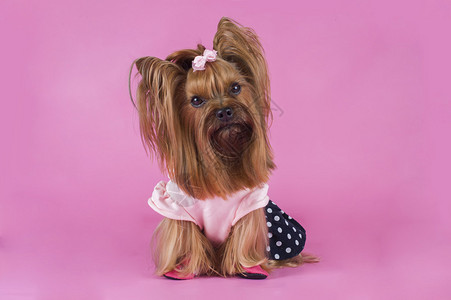 粉红色背景中的时尚约克夏斯基梗犬图片