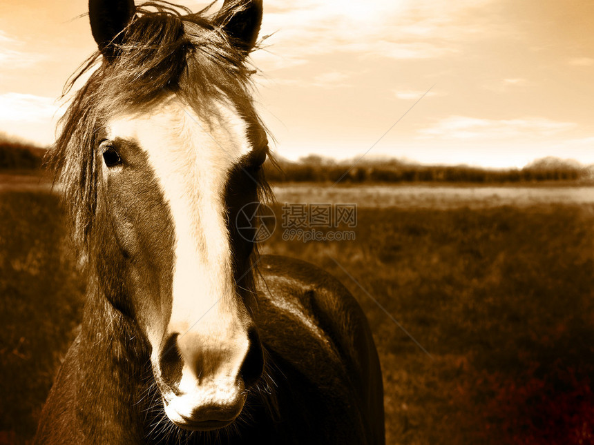 美丽的马头西皮亚图像有清图片