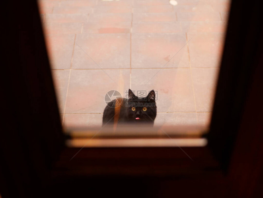 猫在门外的街道上猫问家猫坐在门图片