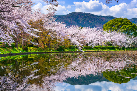 春天的日本京都大觉寺的池塘背景