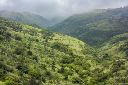 查看阿曼塞拉莱的绿色田野图片