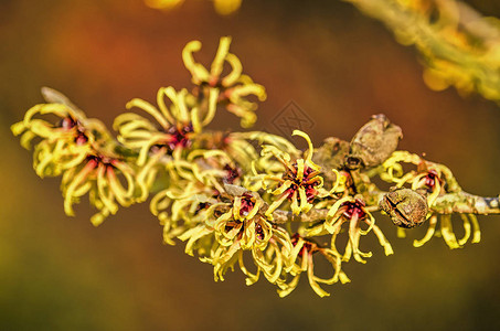 冬日公园花园：美丽的金缕梅在晴朗白天开花背景图片