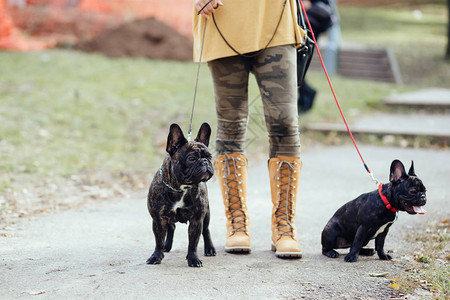 女人和可爱的法国斗牛犬图片