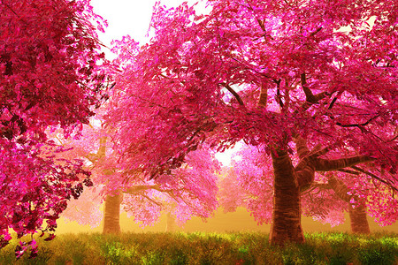 奥维耶多神秘的樱桃花朵树设计图片