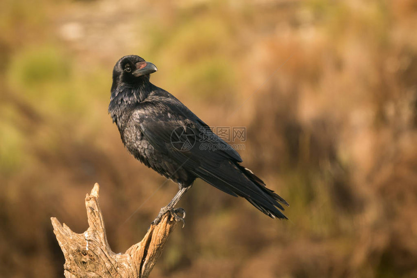 美丽的黑乌鸦在阳光明媚的日光天化日中闭图片