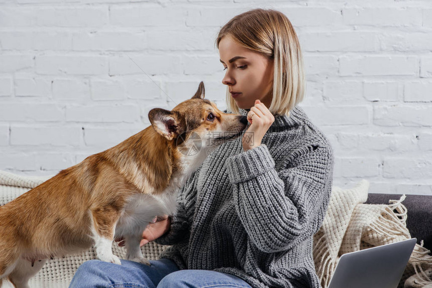 带着狗的有魅力的年轻女子手牵着狗吃着可爱的皮姆布罗克Welsh图片