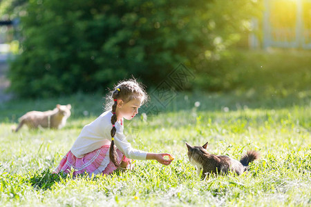 一只小孩子在街上喂流浪猫的图片