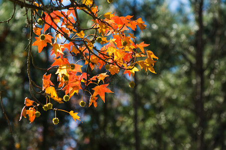 秋天的甘露树图片