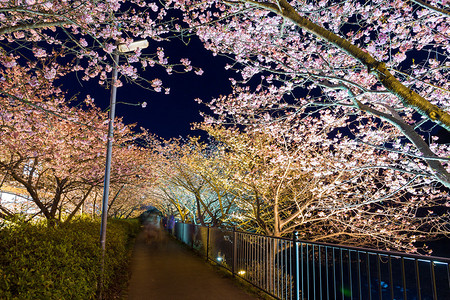 日本夜晚的樱花图片