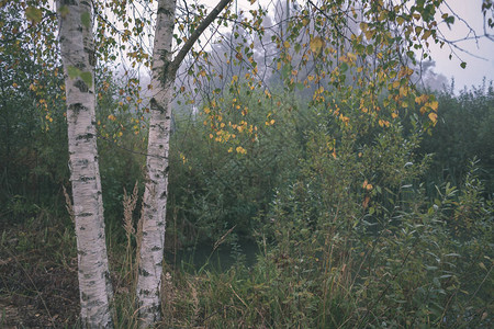 Birch树干有图片