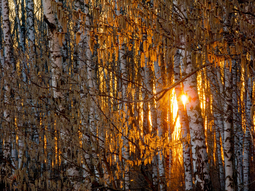 白桦林的日落图片