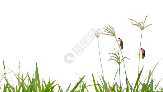 萤火虫栖息在白色背景上的草花上图片