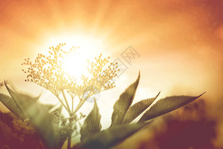 日落时的鲜花照片图片