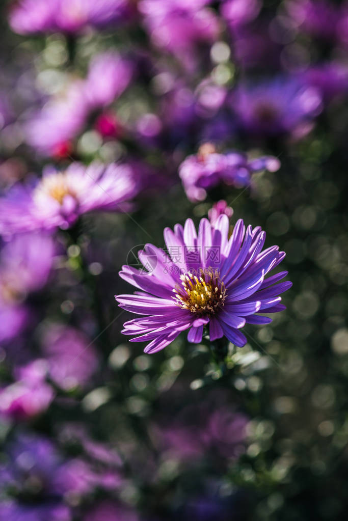近距离欣赏美丽盛开的紫色鲜花图片