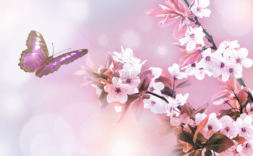 美丽的蝴蝶和美丽的花朵春天的风景图片