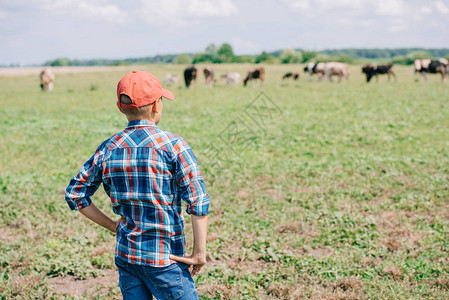 戴帽子的男孩站着看在田里吃草的奶牛的背影图片
