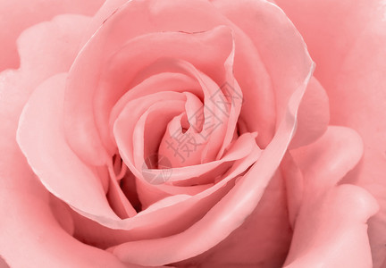 特写呈现花朵的核心和美丽玫瑰的花瓣图片