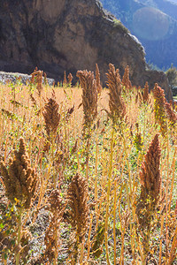 秘鲁Ollantaytambo考古遗址Quinoa一个图片
