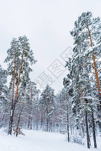 冬季森林中美丽的雪花覆盖树图片