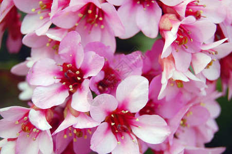 美丽的粉红色春天花朵图片