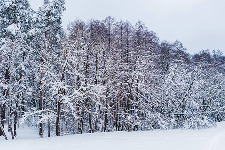 冬季公园中积雪覆图片