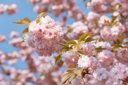 樱花盛开樱花樱花樱花日本春天的花朵图片