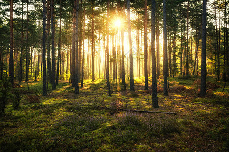 日出后阳光照耀在松林中图片