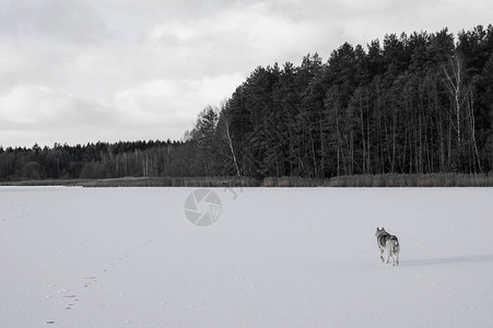 在雪地上跑狗的白黑照片白俄罗斯图片