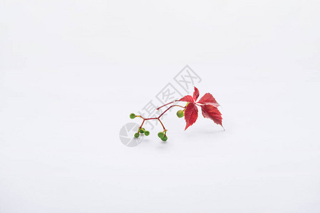 白底秋底的青莓和黄叶树枝与背景图片