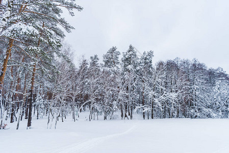 冬季森林中积雪覆图片