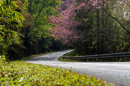 路边盛开的樱花树图片