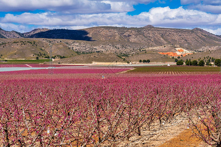 Murcia地区的Cieza果树开花图片