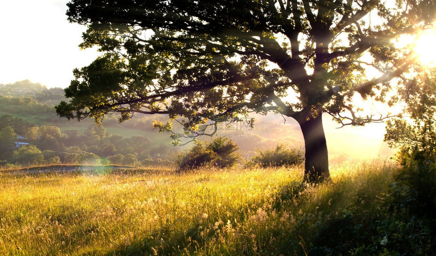 晨光中的长草和树木图片