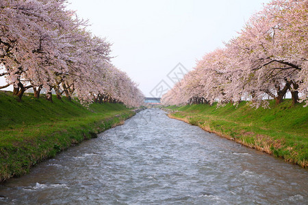 春天的樱花树和河流日本富山图片