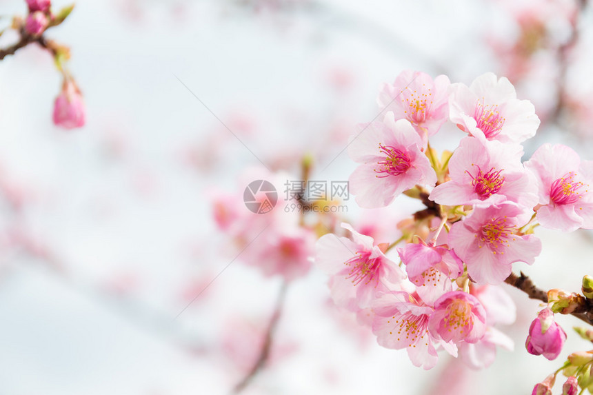 上的樱花粉红色花朵图片