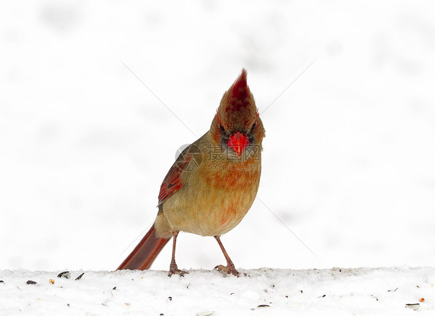 这位女红衣主教在暴风雪后寻找鸟食时图片
