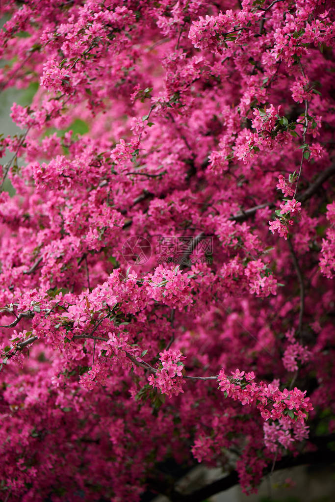 树枝上美丽明亮的粉红色杏仁花图片