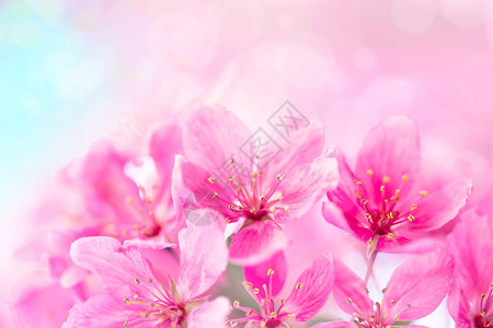 春天花园背景与粉红色的树花图片