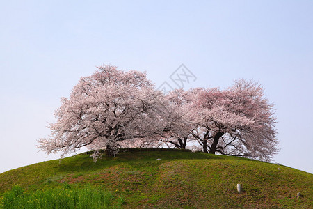 山上的樱桃树埼玉古坟埼玉日本高清图片