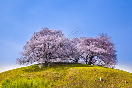 古坟山丘上的樱桃树背景