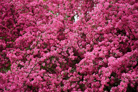树枝上美丽的亮粉色杏仁花背景图片