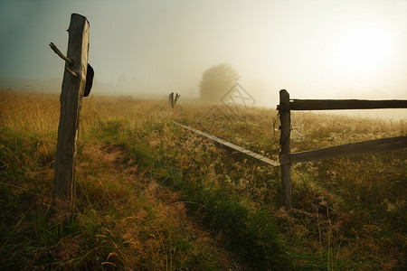 忧遁草在忧雾的清晨背景